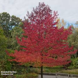 Liquidambar styraciflua Worplesdon (Mature Tree)