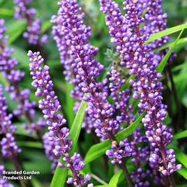 Liriope muscari
