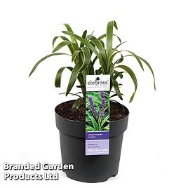 Liriope muscari Variegata