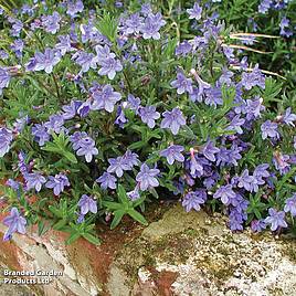 Lithodora diffusa Heavenly Blue