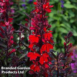 Lobelia cardinalis Queen Victoria