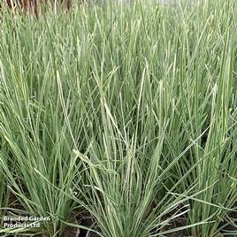 Lomandra Arctic Frost