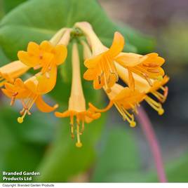 Honeysuckle Golden Trumpet