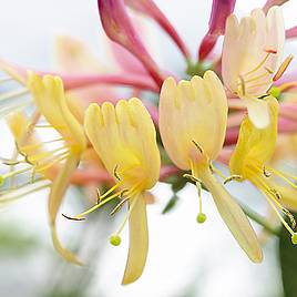 Honeysuckle Gold Flame