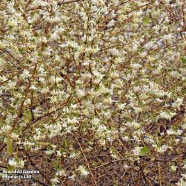 Lonicera x purpusii Winter Beauty
