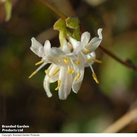Lonicera x purpusii Winter Beauty