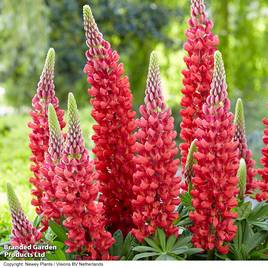 Lupin Beefeater