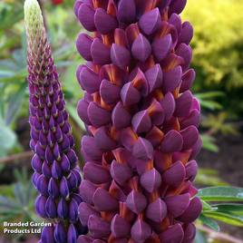 Lupin Masterpiece