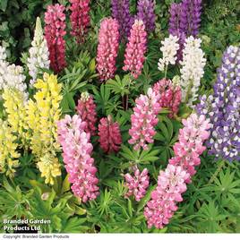 Lupin Gallery Dwarf Mix