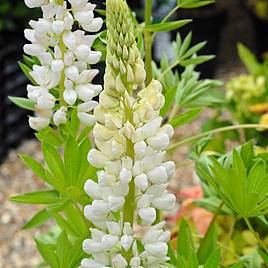 Lupin Noble Maiden