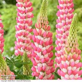 Lupin West Country Rachel de Thame