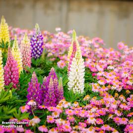 Lupin Russell Hybrids Mixed