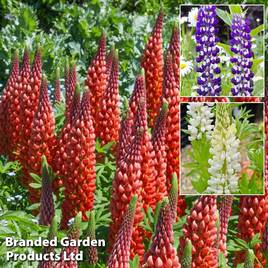 Lupin Street Party Collection
