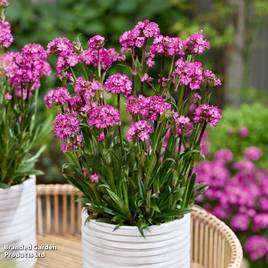 Lychnis viscaria Cherry Bubble