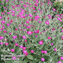 Lychnis coronaria