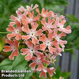 Lychnis chalcedonica Dusky Pink