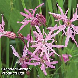 Lychnis flos-cuculi (Marginal Aquatic)