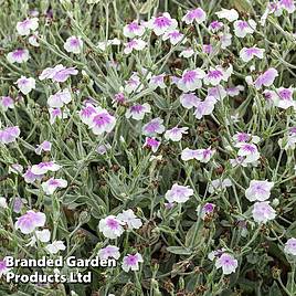 Lychnis coronaria Oculata