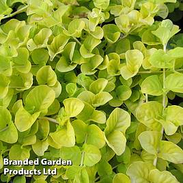 Lysimachia nummularia aurea (Marginal Aquatic)