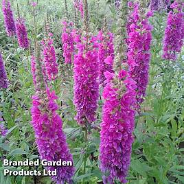 Lythrum salicaria Robert (Marginal Aquatic)