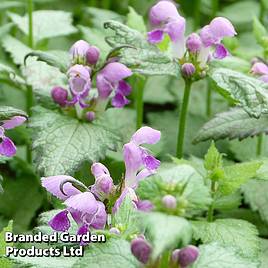 Lamium maculatum Pink Pewter