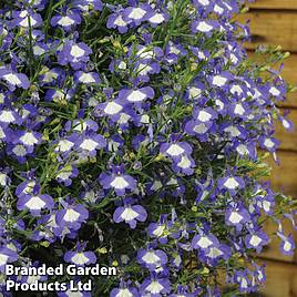 Lobelia erinus Waterfall Blue Ice