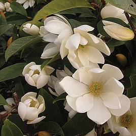 Magnolia Fairy Cream