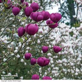 Magnolia Black Tulip