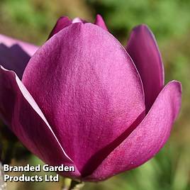Magnolia Cleopatra
