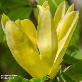 Magnolia Daphne