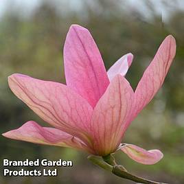 Magnolia Daybreak