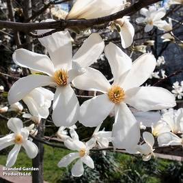Magnolia denudata Double Diamond