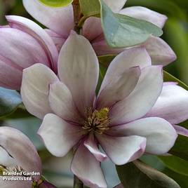 Magnolia Fairy Blush