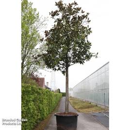 Magnolia grandiflora Galissonnière