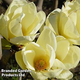 Magnolia Honey Tulip