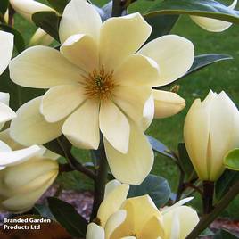 Magnolia laevifolia Honey Velvet
