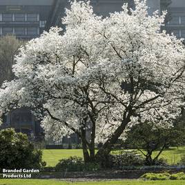 Magnolia kobus (Mature Tree)