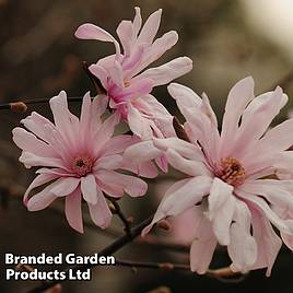 Magnolia Pink Perfection