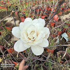 Magnolia Pirouette