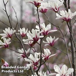 Magnolia denudata Sunrise Beauty