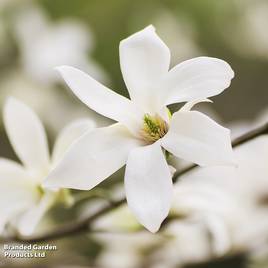 Magnolia salicifolia Wadas Memory (Mature Tree)