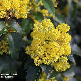 Mahonia aquifolium Apollo