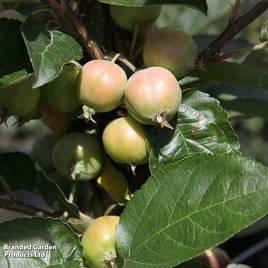 Crab Apple Golden Hornet (Mature Tree)