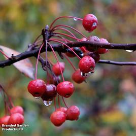 Crab Apple Profusion