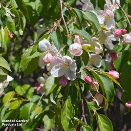 Crab Apple Red Jade (Mature Tree)