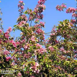 Crab Apple Royalty (Mature Tree)