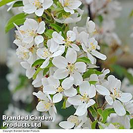 Crab Apple Sugar Tyme