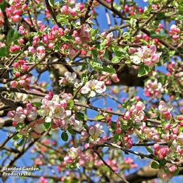 Crab apple (Hedging)