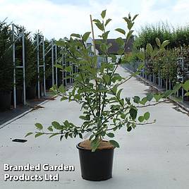 Malus Wintergold