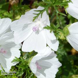 Malva moschata Alba